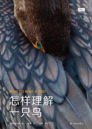 怎样理解一只鸟|童文菲